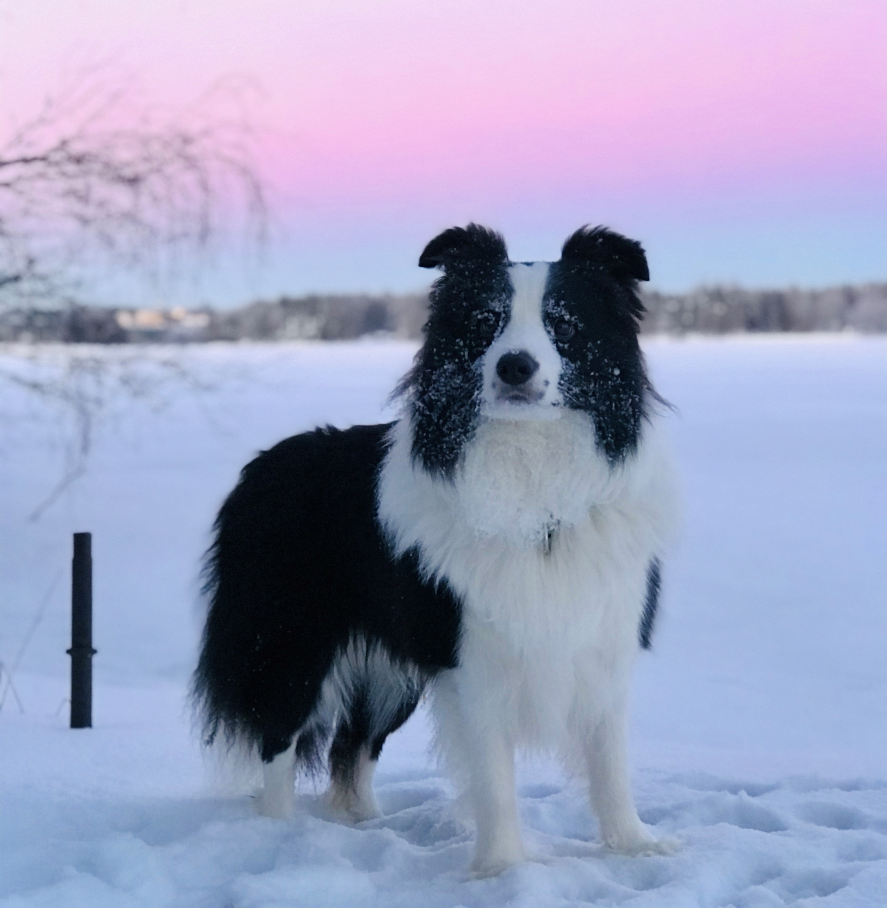 Koira Tähtiniemessä